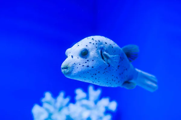 Prachtige Zeevissen Met Grote Lippen Zwemmen Blauw Aquarium — Stockfoto