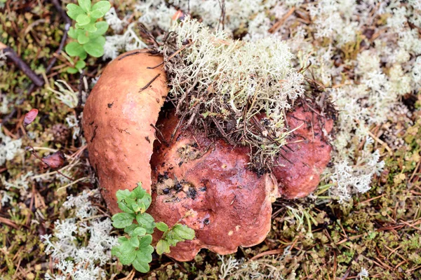 Große Steinpilze Mit Rotem Hut Und Dickem Bein Vom Pilzsammler — Stockfoto