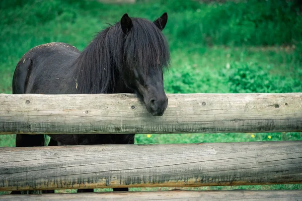 Caballo Purasangre Negro Corral Detrás Valla Madera —  Fotos de Stock