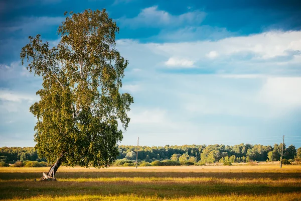 Magányos Fehér Nyír Bolyhos Ágakkal Mezőn Kék Ellen — Stock Fotó