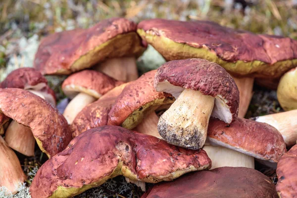 Nagy Boletus Piros Sapkával Vastag Lábbal Amelyet Gombaszedő Vágott Fehér — Stock Fotó