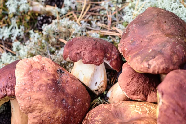 Stor Boletus Med Röd Hatt Och Tjockt Ben Skuren Svampplockare — Stockfoto