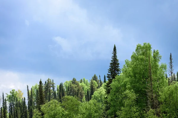 Yamaçlardaki dağlarda uzun çam ağaçları