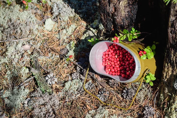 Rijpe Lingonberries Verzameld Een Leger Bowler Hoed Het Bos — Stockfoto