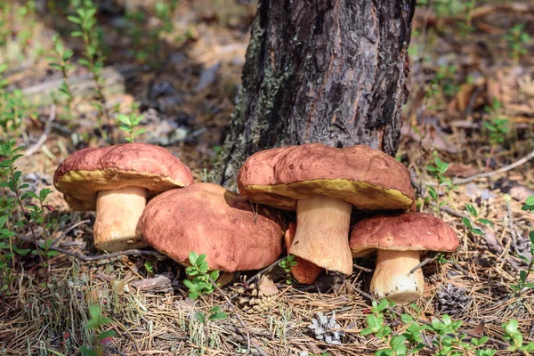 Hermoso Boletus Con Sombrero Rojo Pierna Gruesa Recogido Por Recolector — Foto de Stock