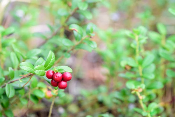 Ripe Lingonberry Growing Bush Taiga Forest Ready Harvest — Stock Photo, Image