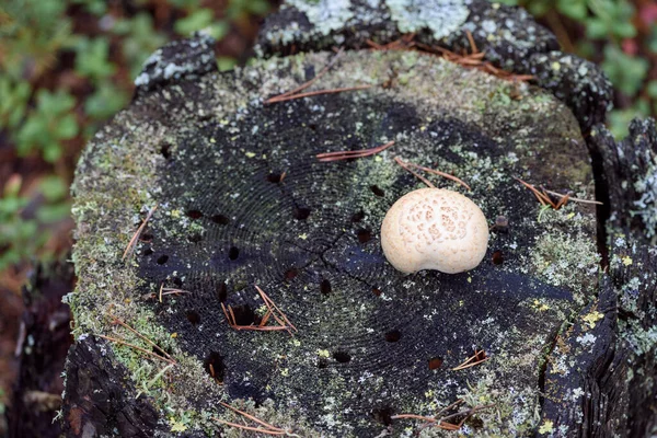 Étrange Champignon Poussant Sur Une Souche Pin Dans Forêt — Photo