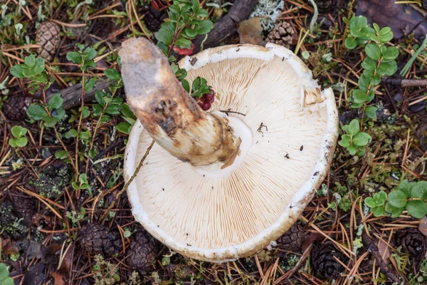 Giftiger Fliegenpilz Wächst Wald — Stockfoto