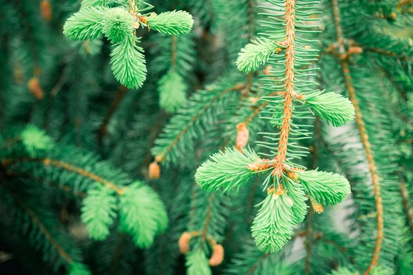 鋭い針でクリスマスツリーのふわふわの緑の枝 — ストック写真
