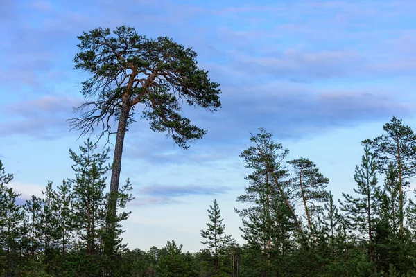 Pinos Que Crecen Bosque Siberiano Atardecer — Foto de Stock
