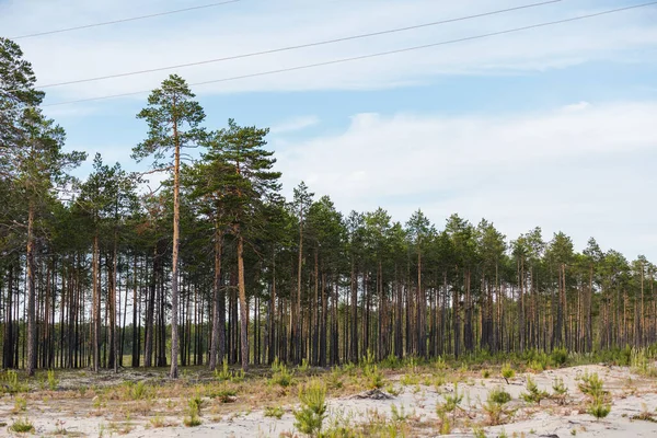 Prachtig Dennenbos Met Grote Bomen — Stockfoto
