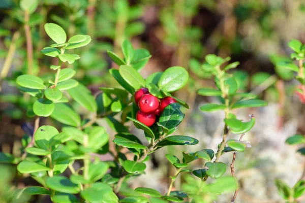 Ripe Lingonberry Growing Bush Taiga Forest Ready Harvest — Stock Photo, Image