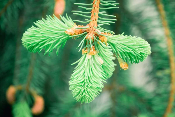 Φλάφι Πράσινο Κλαδί Χριστουγεννιάτικου Δέντρου Αιχμηρές Βελόνες — Φωτογραφία Αρχείου