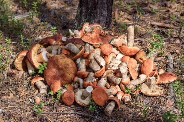 Egy Rakás Vágott Gomba Boletus Piros Sapkás Boletus Hever Földön — Stock Fotó