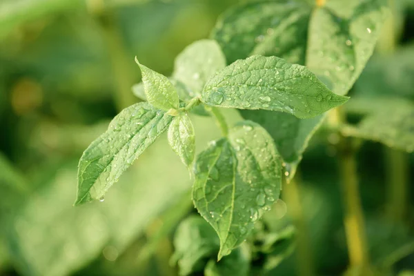 Green leaves of planted cucumbers in greenhouse — Stock Image Green Leaves Planted Cucumbers Greenhouse Stock Photo