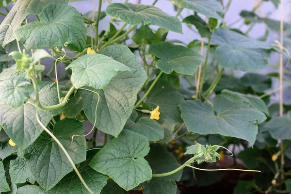 Green leaves of planted cucumbers in greenhouse — Stock Image Green Leaves Planted Cucumbers Greenhouse Royalty Free Stock Images