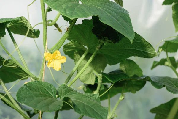 Green leaves of planted cucumbers in greenhouse — Stock Image Green Leaves Planted Cucumbers Greenhouse Stock Image