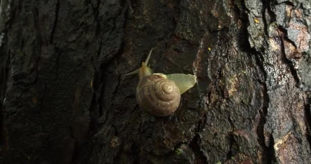 Escargot dans une coquille rampant sur l'écorce d'un arbre.
