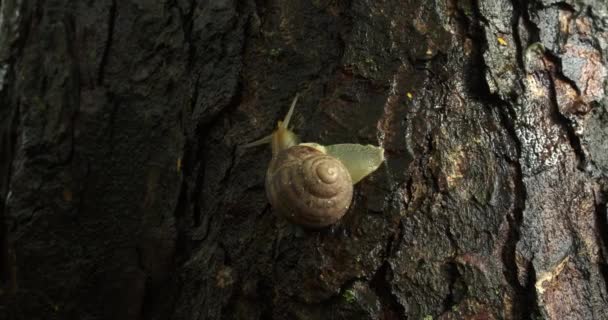 Σαλιγκάρι Ένα Κέλυφος Σέρνεται Στο Φλοιό Ενός Δέντρου — Αρχείο Βίντεο