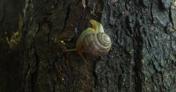 Escargot dans une coquille rampant sur l'écorce d'un arbre.