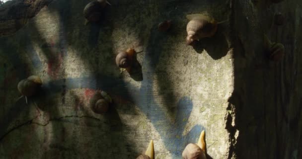 Grand Nombre Escargots Rampant Sur Mur Béton — Video