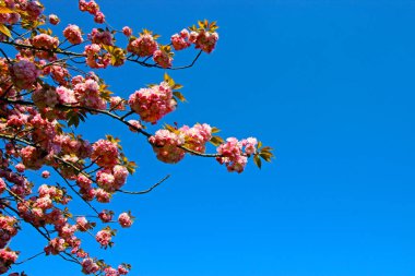 İstanbul'da Bahar Saati Nisan 2019, Ağaç Çiçeklenme. Mavi ve Parlak Gökyüzü Görünümü