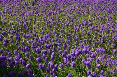 İstanbul Nisan 2019 Için Bahar Saati, Mor Çiçekler Tarlası