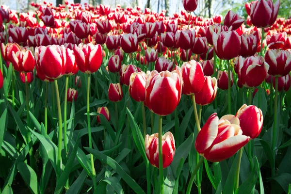 Весняний час 2019, тюльпан поле, барвисті тюльпани — стокове фото