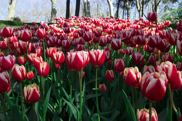 Весняний час 2019, тюльпан поле, барвисті тюльпани — стокове фото