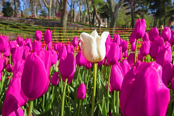 Весняний час для Стамбула квітня 2019, тюльпан поле, барвисті тюльпани, білий тюльпан в середині барвисті поля — стокове фото