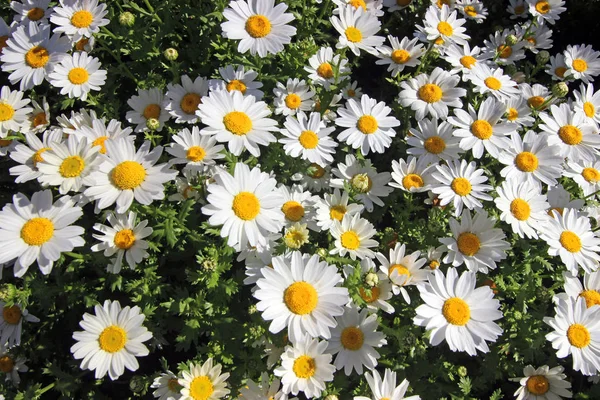 Hora de primavera em Istambul abril 2019, Flores Margarida Bonitas, Campo de Margarida . — Fotografia de Stock