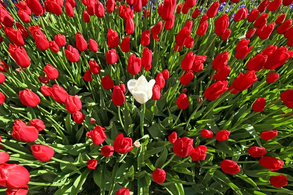 Весняний час 2019, тюльпан поле, барвисті тюльпани, білий тюльпан в середині барвисті поля — стокове фото