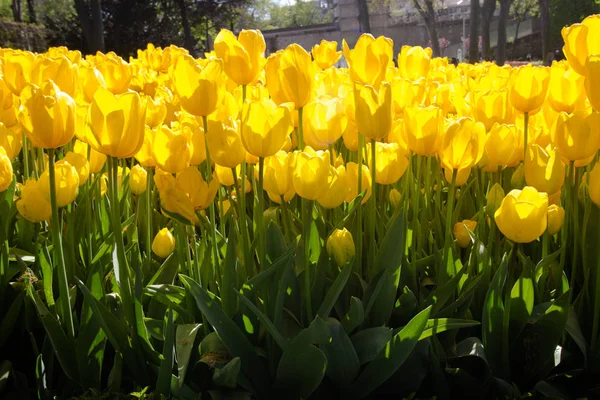 Весняний час 2019, тюльпан поле, жовті тюльпани — стокове фото