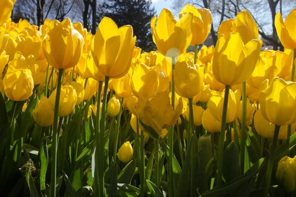 Весняний час 2019, тюльпан поле, жовті тюльпани — стокове фото