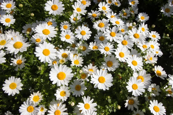 İstanbul'da Bahar Saati Nisan 2019,Sevimli Papatya Çiçekleri, Papatya Tarlası.