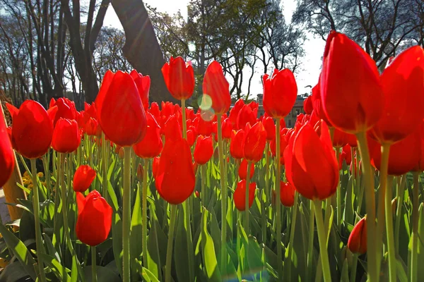 Весняний час для Стамбула квітня 2019, тюльпан поле, червоні тюльпани поля — стокове фото