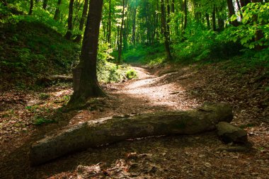Türkiye için Bahar Saati, Nisan 2019, Belgrad Ormanı, Aydınlık Gün.
