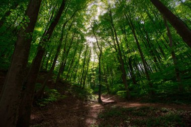 Türkiye için Bahar Saati, Nisan 2019, Belgrad Ormanı, Aydınlık Gün.