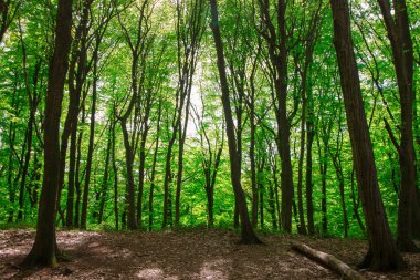Türkiye için Bahar Saati, Nisan 2019, Belgrad Ormanı, Aydınlık Gün.