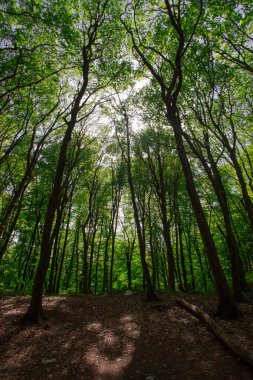 Türkiye için Bahar Saati, Nisan 2019, Belgrad Ormanı, Aydınlık Gün.