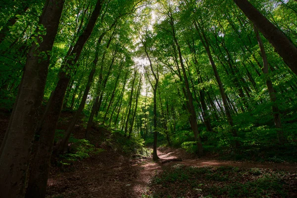 Türkiye için Bahar Saati, Nisan 2019, Belgrad Ormanı, Aydınlık Gün.