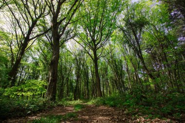 Türkiye için Bahar Saati, Nisan 2019, Belgrad Ormanı, Aydınlık Gün.