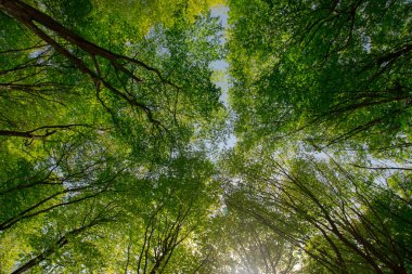 Türkiye için Bahar Saati, Nisan 2019, Belgrad Ormanı, Aydınlık Gün.