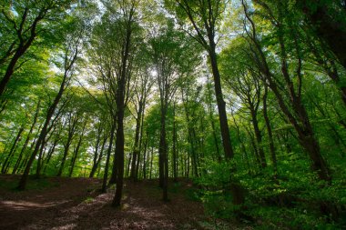 Türkiye için Bahar Saati, Nisan 2019, Belgrad Ormanı, Aydınlık Gün.