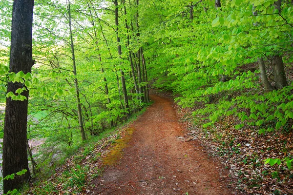 Türkiye için Bahar Saati, Nisan 2019, Belgrad Ormanı, Aydınlık Gün.