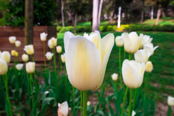 Весняний час 2019, тюльпан поле, барвисті тюльпани, білий тюльпан в середині барвисті поля — стокове фото