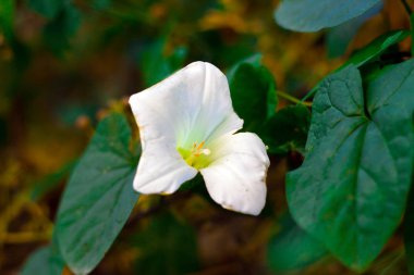 Beyaz Çiçek, Bahar Zamanı Mayıs 2019.
