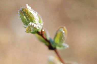 Kamchatka çilek tomurcuk