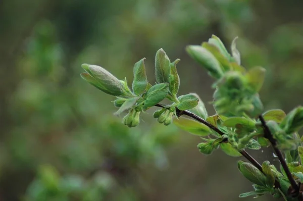 Bud Kamcsatkai Bogyók — Stock Fotó