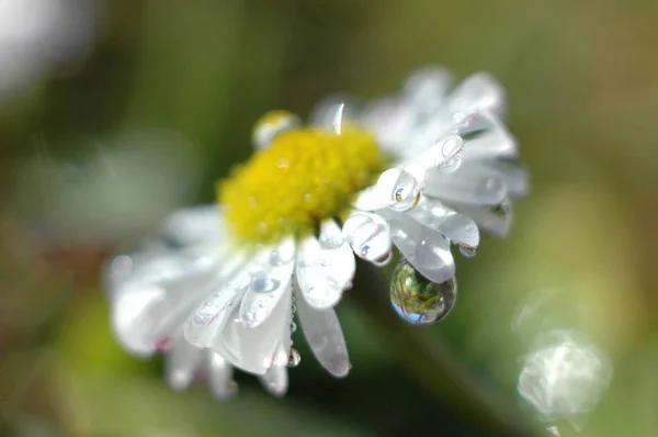 Daisy Meadow — Stock Photo, Image